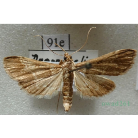 Duponchelia fovealis Zeller, 1847 Spain, Canary Is91e